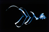 Diplomprojekt Alina Lux: Digitalprint 27 x 18 cm (Katalogausschnitt), 1996